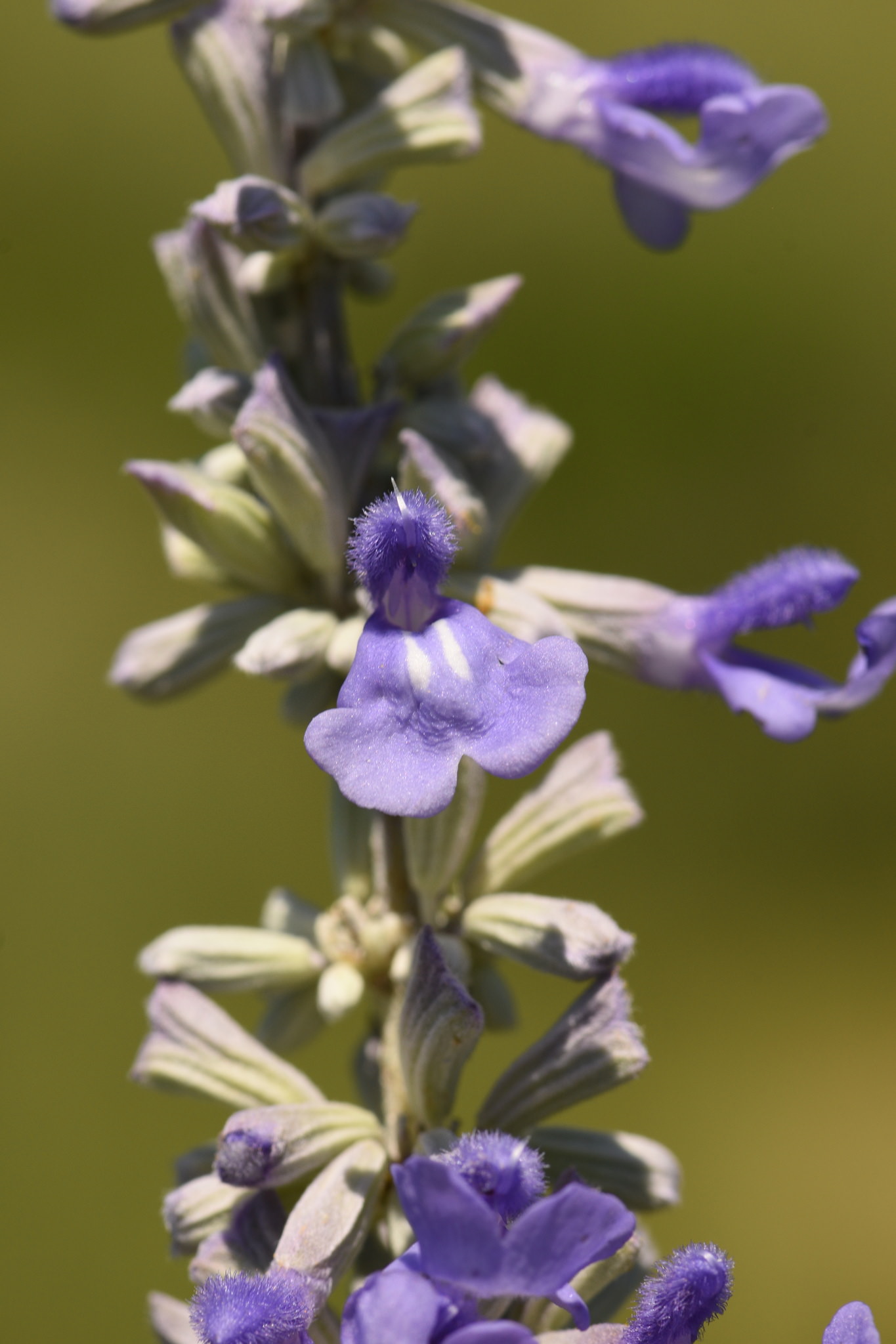 Salvia farinacea